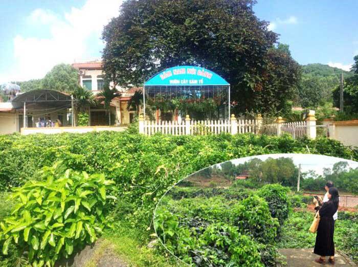 Vườn sâm Nam của ông Thân Hải Đăng, Giám đốc HTX Sản xuất và Tiêu thụ sâm Nam Núi Dành